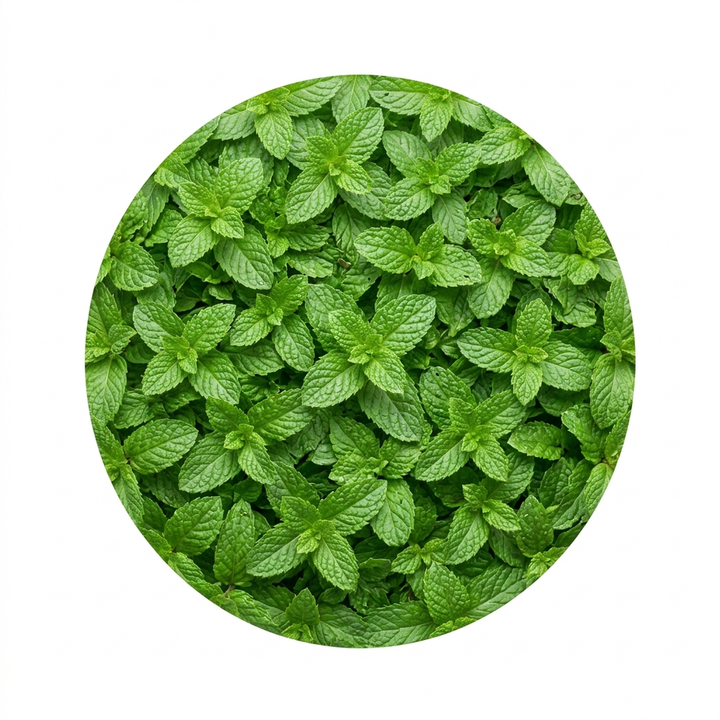 Hoja de menta